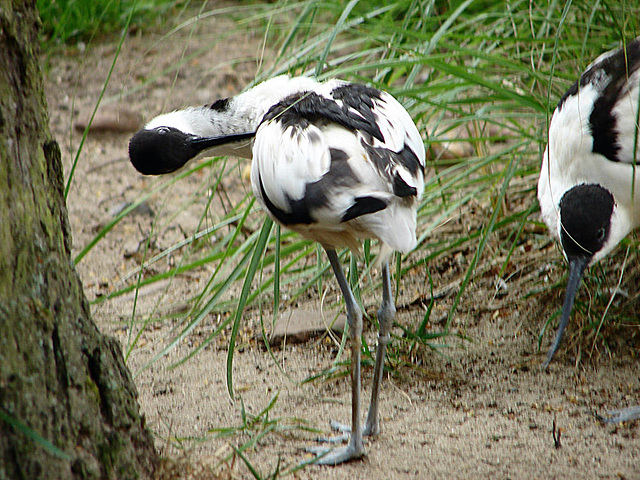 20090611 3225DSCw [D~H] Säbelschnäbler (Recurvirostra avosetta), Zoo Hannover