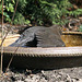 20100413 2042Aw [D~LIP] Schwarzdrossel, Bad Salzuflen