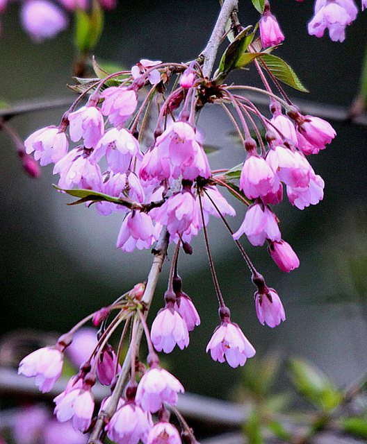 20100411 1998Tw [D~LIP] Japanische Blütenkirsche (Prunus serrulata), Bad Salzuflen