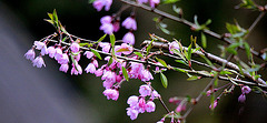 20100411 1999Tw [D~LIP] Japanische Zierkirsche, Bad Salzuflen