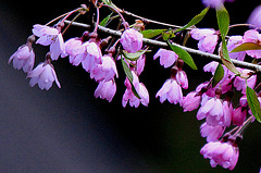 20100411 2000Tw [D~LIP] Japanische Blütenkirsche (Prunus serrulata), Bad Salzuflen