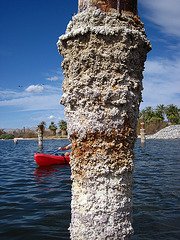 Kayaking On The Salton Sea (0774)