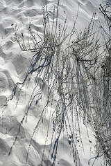 White Sands National Monument Nature Trail (6191)