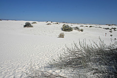 White Sands National Monument Nature Trail (6193)