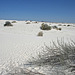 White Sands National Monument Nature Trail (6193)