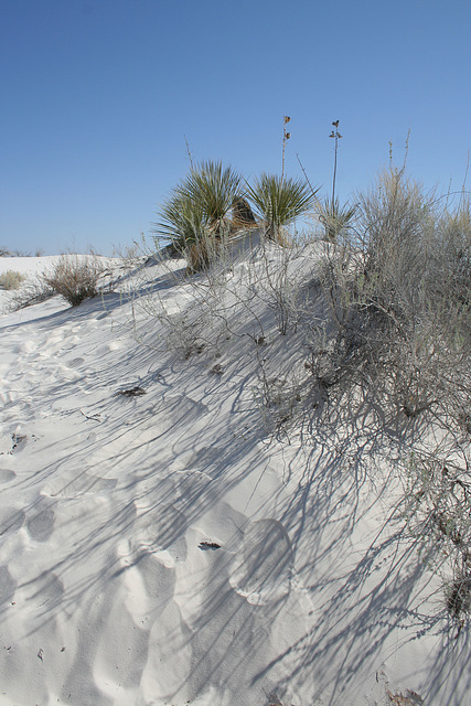 White Sands National Monument Nature Trail (6194)