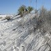 White Sands National Monument Nature Trail (6194)