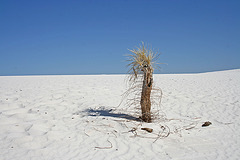 White Sands National Monument Nature Trail (6196)