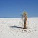 White Sands National Monument Nature Trail (6196)