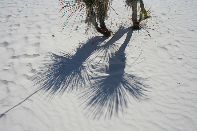 White Sands National Monument Nature Trail (6199)