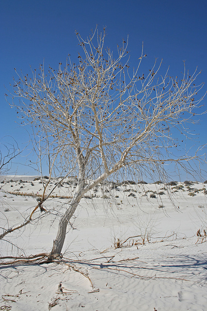 White Sands National Monument Nature Trail (6202)