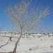 White Sands National Monument Nature Trail (6202)