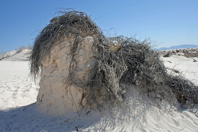 White Sands National Monument Nature Trail (6206)