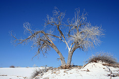 White Sands National Monument Nature Trail (6208)