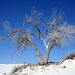 White Sands National Monument Nature Trail (6208)