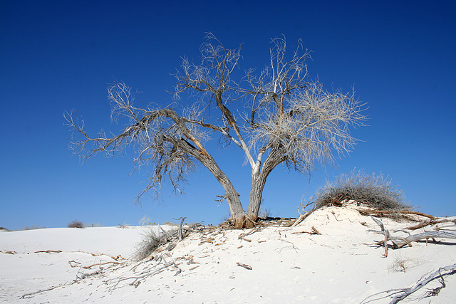 White Sands National Monument Nature Trail (6209)