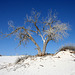 White Sands National Monument Nature Trail (6209)