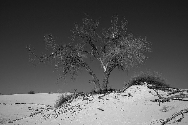 White Sands National Monument Nature Trail (6209A)