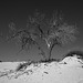 White Sands National Monument Nature Trail (6209A)