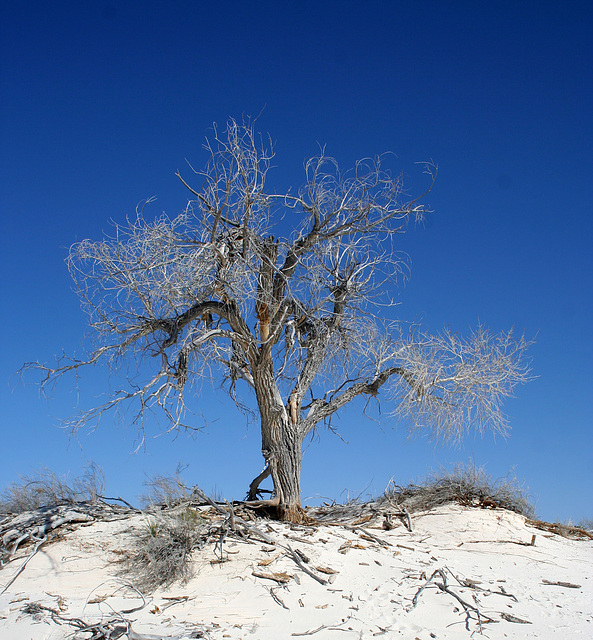 White Sands National Monument Nature Trail (6210)