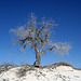 White Sands National Monument Nature Trail (6210)