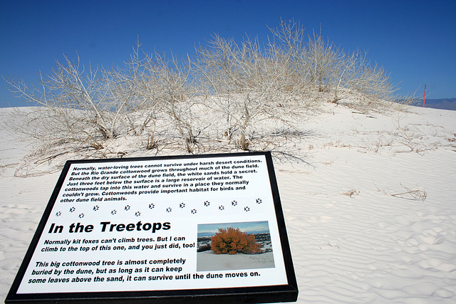 White Sands National Monument Nature Trail (6211)