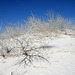 White Sands National Monument Nature Trail (6212)