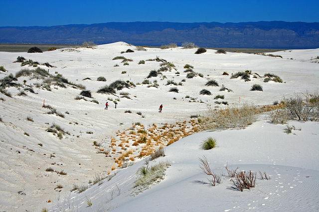 White Sands National Monument Nature Trail (6213)