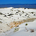 White Sands National Monument Nature Trail (6213)