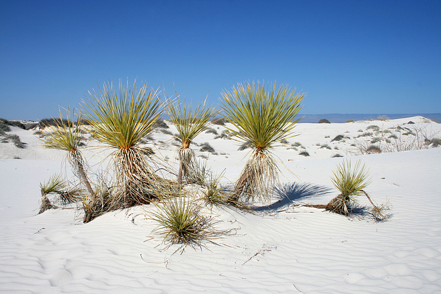 White Sands National Monument Nature Trail (6221)