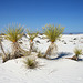 White Sands National Monument Nature Trail (6221)