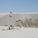 White Sands National Monument Nature Trail (6222)