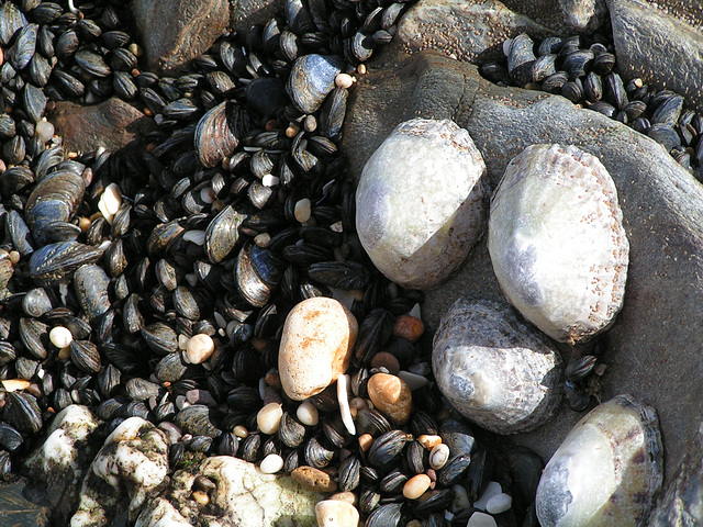 Slapton Sands