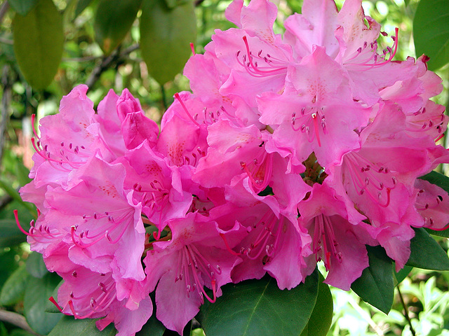 Rhododendron