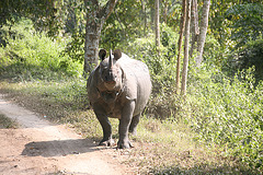 Tense Rhino