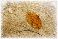 winter leaf