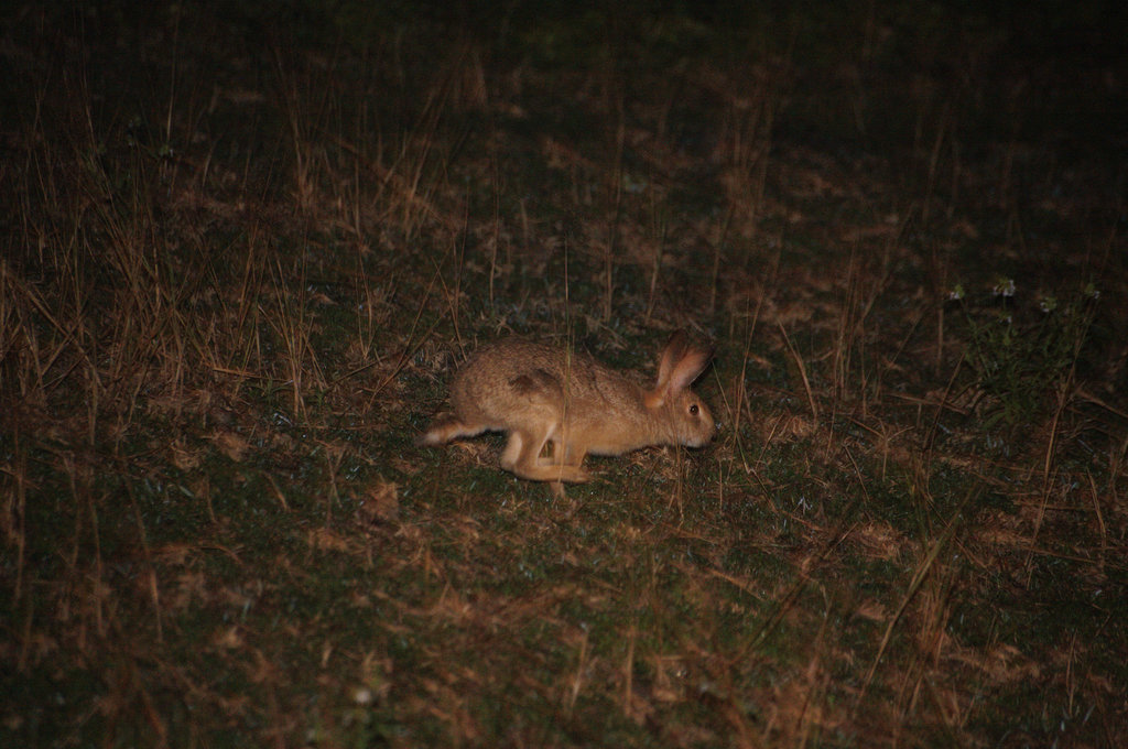 Indian Hare