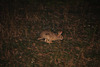 Indian Hare