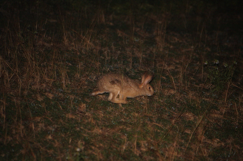 Indian Hare