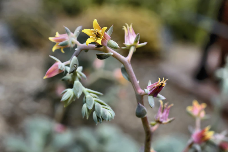 Echeveria gibbiflora – Botanical Garden, Montréal, Québec