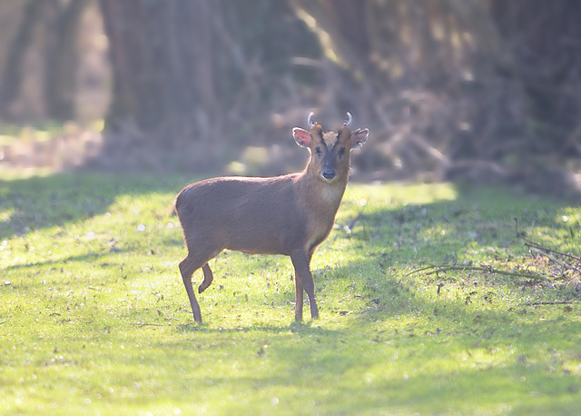 Muntjac Deer