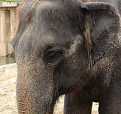 20090611 3299DSCw [D~H] Asiatischer Elefant, Hannover