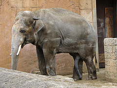 20090611 3296DSCw [D~H] Asiatischer Elefant, Hannover