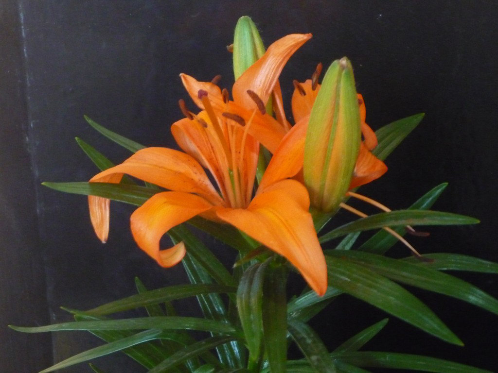 Lilium naranja