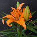 Lilium naranja