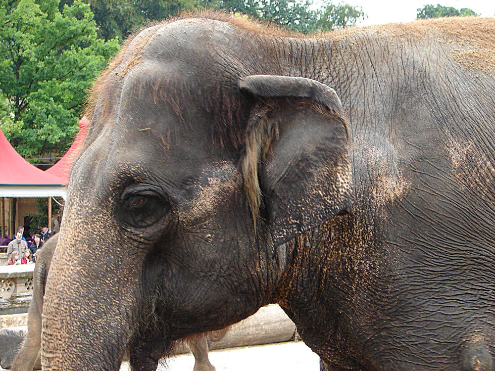 20090611 3300DSCw [D~H]Asatischer-Elefant (Elephas maximus), Zoo Hannover