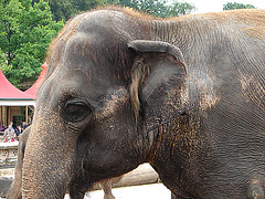 20090611 3300DSCw [D~H] Asiatischer Elefant, Hannover