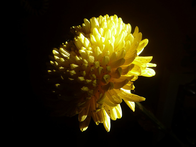 Flor iluminada