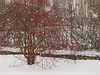 Winter oder Frühling?