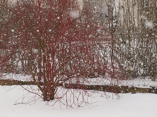 Winter oder Frühling?